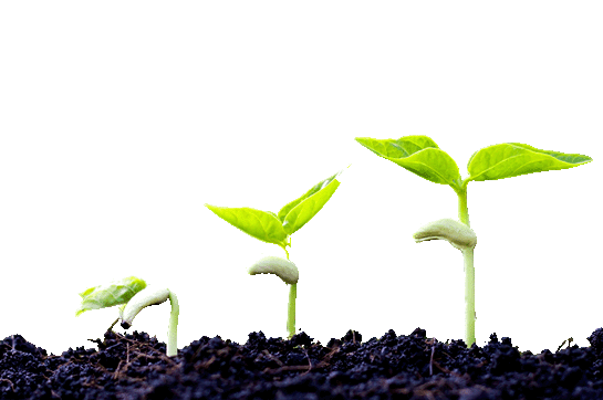 3 Seedlings at different stages of growth.