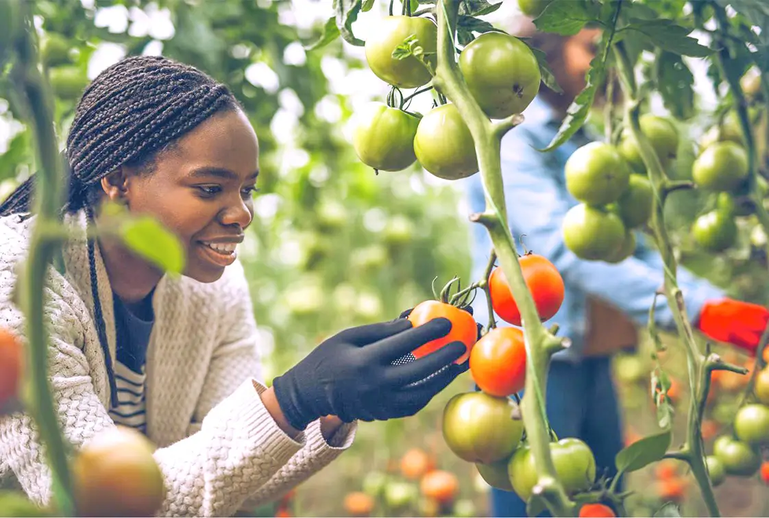 Agricultural worker inspecting tomatoes